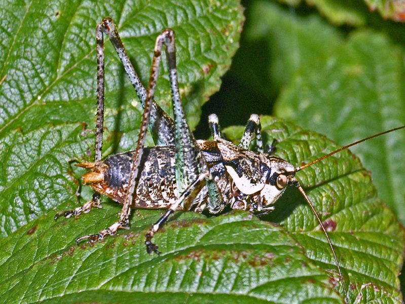 Un ortottero attero da determinare